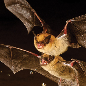 Prévenir le déclin continu des chauves-souris