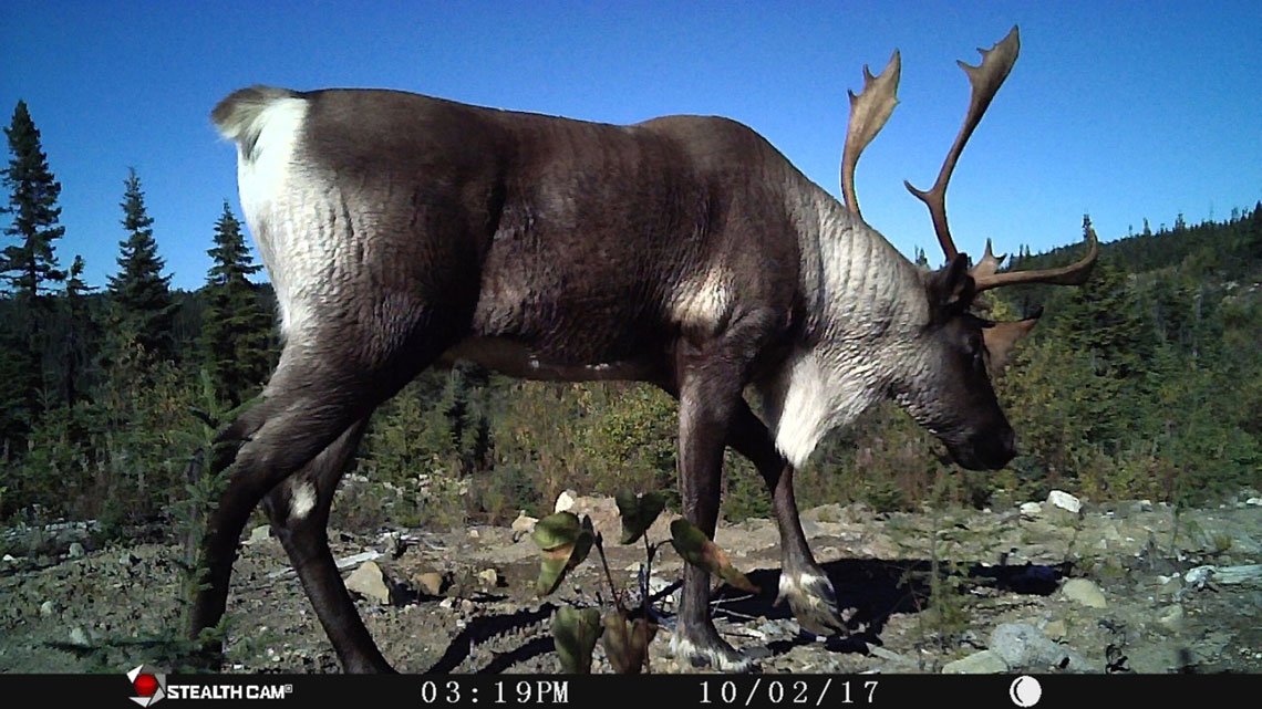 Figure 1 : Le nombre autrefois élevé de caribous des bois, dont les hardes prospéraient partout dans le Nord, diminue rapidement. Photo : © Conseil de la Première Nation des Innus Essipit