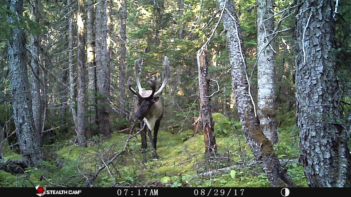 Figure 2 : Un caribou des bois (Rangifer tarandus caribou) photographié par l’une des caméras activées par le mouvement utilisées dans le cadre de l’étude. Remarquez la mousse au sol, les épinettes et les sapins. Ce type de forêt boréale est l’habitat de prédilection du caribou, un endroit parfait pour trouver le lichen et d’autres plantes herbacées et arbustives qui constituent sa nourriture préférée. Photo : © Conseil de la Première Nation des Innus Essipit.