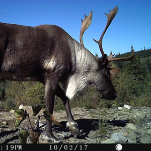 Les scientifiques et les Premières Nations unissent leurs efforts pour aider le caribou à regagner son territoire