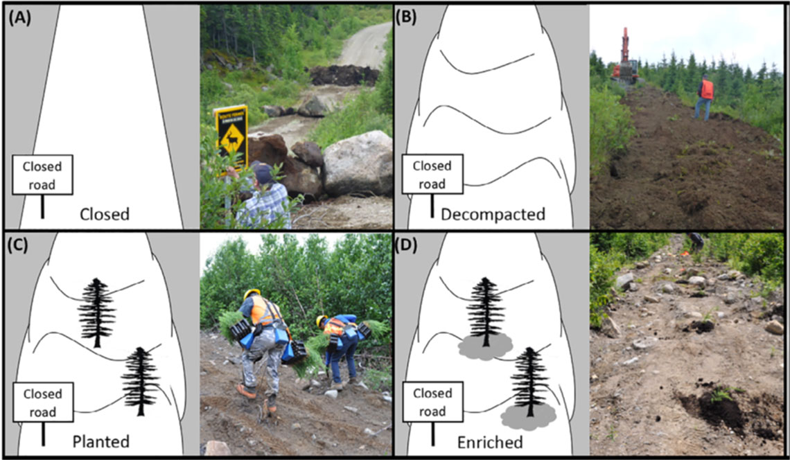 Figure 4 : Les quatre types de traitement appliqués sur les chemins forestiers fermés.