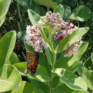 Travailler ensemble pour sauver le papillon monarque
