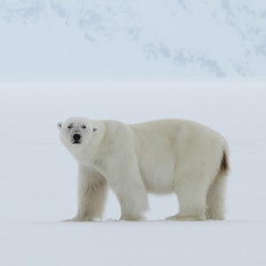 Les ours blancs : Le très grand signe avant-coureur pour notre génération
