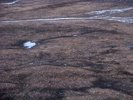En 2016, près d’un million d’oies ont niché sur la toundra qui entoure le lac Karrak, occupant une superficie de 280 km2, ce qui en fait la deuxième concentration connue d’oies nicheuses en importance au monde.