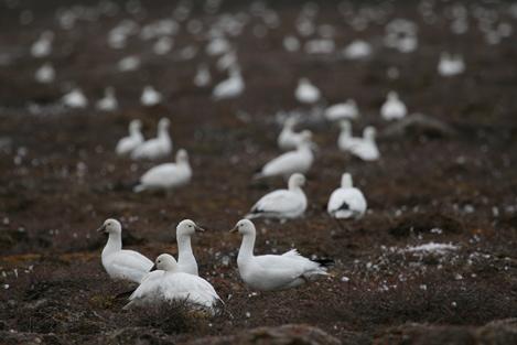 L’augmentation des populations d’oies blanches est probablement attribuable à la disponibilité de nourriture hivernale supplémentaire sur les terres agricoles aux États-Unis. Dans leurs aires de nidification en Arctique, les oies nicheuses et leurs oisons se nourrissent de manière vorace après l’éclosion, ce qui modifie la végétation à l’intérieur et autour des colonies.