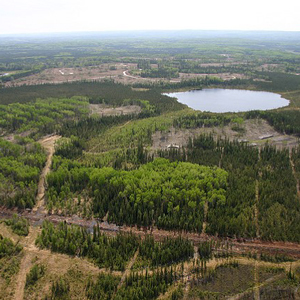 Quels oiseaux terrestres sortent gagnants et perdants dans un paysage de l’Alberta où de multiples facteurs de stress sont présents?