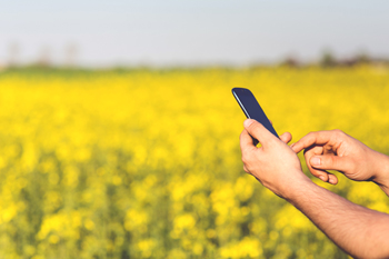 Application mobile permet de surveiller pour la grippe porcine