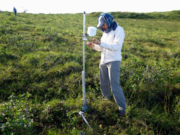Photo 2 : La température de l'air est également prélevée à la plupart des sites. Ces instruments peuvent représenter un jouet à mâcher pour les animaux et nécessitent parfois des soins spéciaux. Celui-ci est situé dans une zone de chicoutés, ce qui est parfait pour une collation rapide sur place!