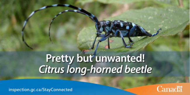 Destructive beetles related to this Anoplophora species have killed millions of trees in North America.