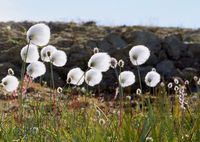 Coordination de programmes et partenariats autochthones