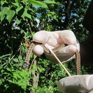 Une photo déclenche une recherche sur les reptiles