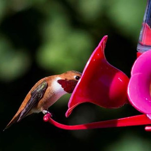 Les combatifs Colibris roux obtiennent de l’aide