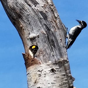 Étudier le pic à dos noir pour expliquer les effets de l’exploitation forestière et des changements climatiques dans la forêt boréale du Québec