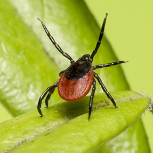 La tique gagne du terrain