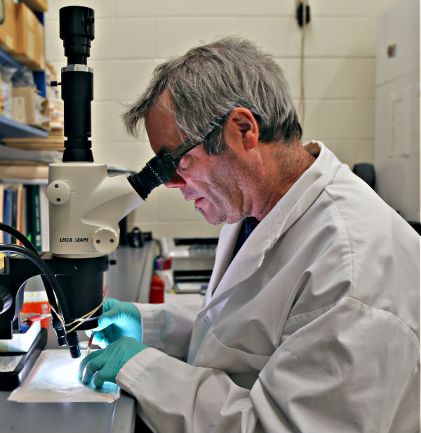 Robbin Lindsay regarde des tiques à pattes noires au microscope dans l’insectarium..