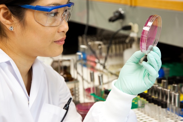 Une technicienne en microbiologie examine une plaque média dans un « laboratoire humide » traditionnel.