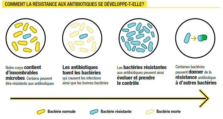 Photo: Illustration tirée du rapport Pleins feux de l’administratrice en chef de la santé publique du Canada 2019 : préserver les antibiotiques aujourd’hui et demain