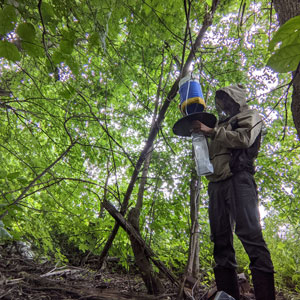 Les moustiques : une pièce du casse-tête des changements environnementaux affectant la santé humaine