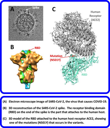 SARS-CoV-2 a Sense of Scale (the long description is located below the image)