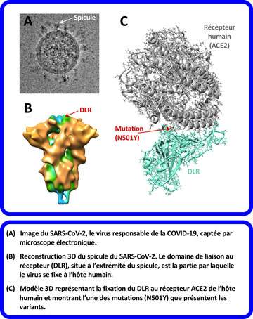 SRAS-CoV-2, une idée des proportions (la description longue se trouve sous l'image)