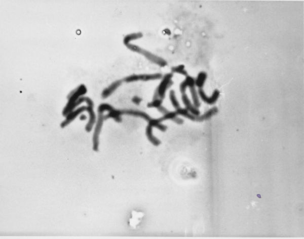 J’étais la seule à l’université et la seule élève de ma promotion du secondaire à choisir l’étude de la sélection des végétaux. J’ai adoré mon cours de cytologie et j’ai été très fière lorsque j’ai produit ma première courge à chromosome de seigle. 