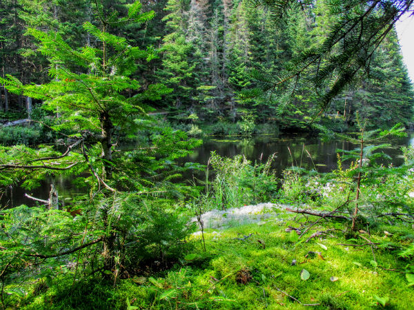 Projets et champions de conservation sont synonymes d’espaces comme le parc provincial Algonquin, dont peuvent profiter des exploratrices chanceuses comme Michelle.