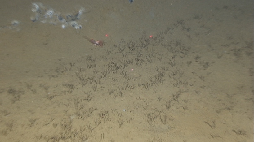 Groupe de vers chimiosynthétiques observé sur le volcan de boue.