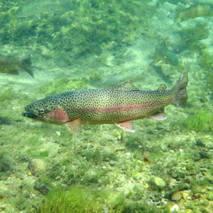 Présentation de l’outil de suivi de la santé des poissons