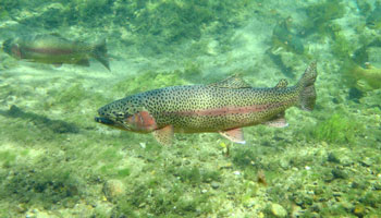 Présentation de l’outil de suivi de la santé des poissons