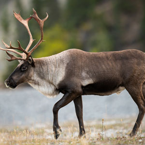 Surveillance des caribous dans le Nord canadien