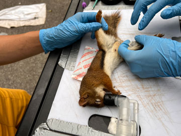 Collecte de tiques et prise de sang sur un écureuil roux.