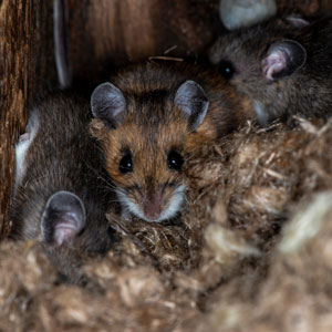 Du terrain au laboratoire : Le Laboratoire national de microbiologie s’attaque à une maladie mortelle transmise par la souris